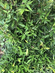 Clusiaceae