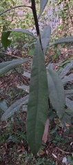 Ancistrocladus heyneanus