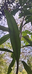 Ancistrocladus heyneanus