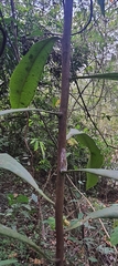 Ancistrocladus heyneanus