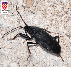 Lethaeus cribratissimus