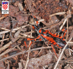 Rhynocoris rubricus