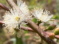 Eucalyptus viminalis pryoriana