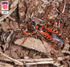 Rhynocoris rubricus
