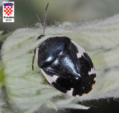 Tritomegas sexmaculatus