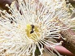 Eucalyptus viminalis pryoriana