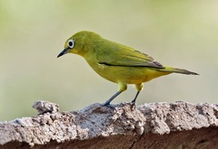 Zosterops anderssoni