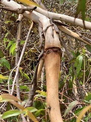 Eucalyptus viminalis pryoriana