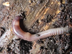 Eisenia fetida