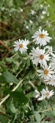 Olearia phlogopappa