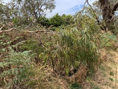 Eucalyptus viminalis pryoriana