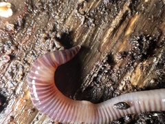 Eisenia fetida