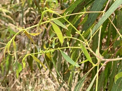 Eucalyptus viminalis pryoriana