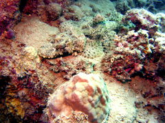 Cymbacephalus beauforti