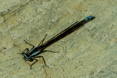 Spesbona angusta