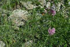 Centranthus angustifolius