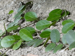Hoya australis