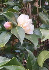 Camellia sasanqua