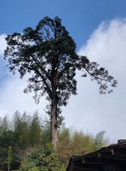 Nothotsuga longibracteata