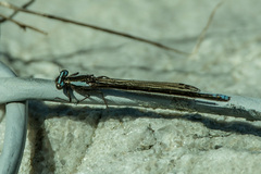 Spesbona angusta