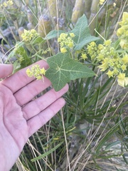 Bryonia verrucosa image