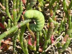 Theclinesthes serpentata