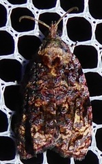 Gatesclarkeana idia
