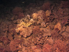 Cymbacephalus beauforti