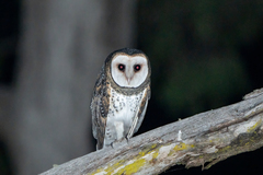 Tyto novaehollandiae