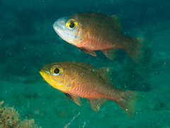 Ostorhinchus apogonoides