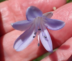 Agapanthus campanulatus