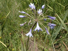 Agapanthus campanulatus
