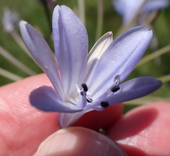 Agapanthus campanulatus