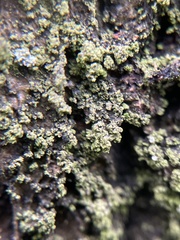 Biatora efflorescens