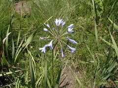 Agapanthus campanulatus