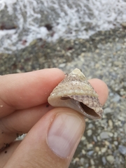 Coelotrochus viridis