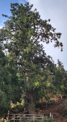 Cunninghamia lanceolata