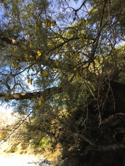 Sophora microphylla