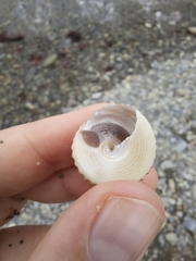 Coelotrochus viridis
