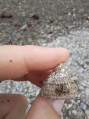 Coelotrochus viridis