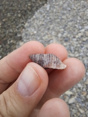 Buccinulum littorinoides