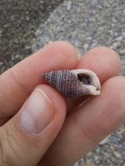 Buccinulum littorinoides