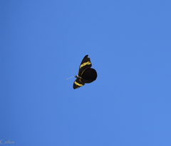 Pereute charops charops