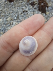 Sigapatella novaezelandiae