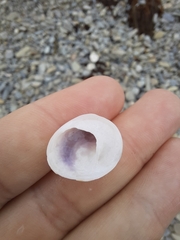 Sigapatella novaezelandiae