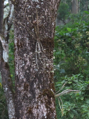 Dendrobium herbaceum