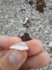 Sigapatella novaezelandiae