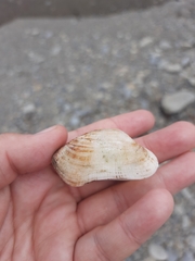 Barbatia novaezealandiae