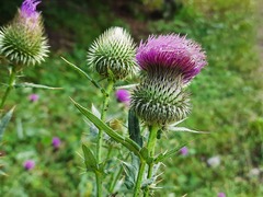 Cirsium ciliatum