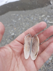 Barbatia novaezealandiae